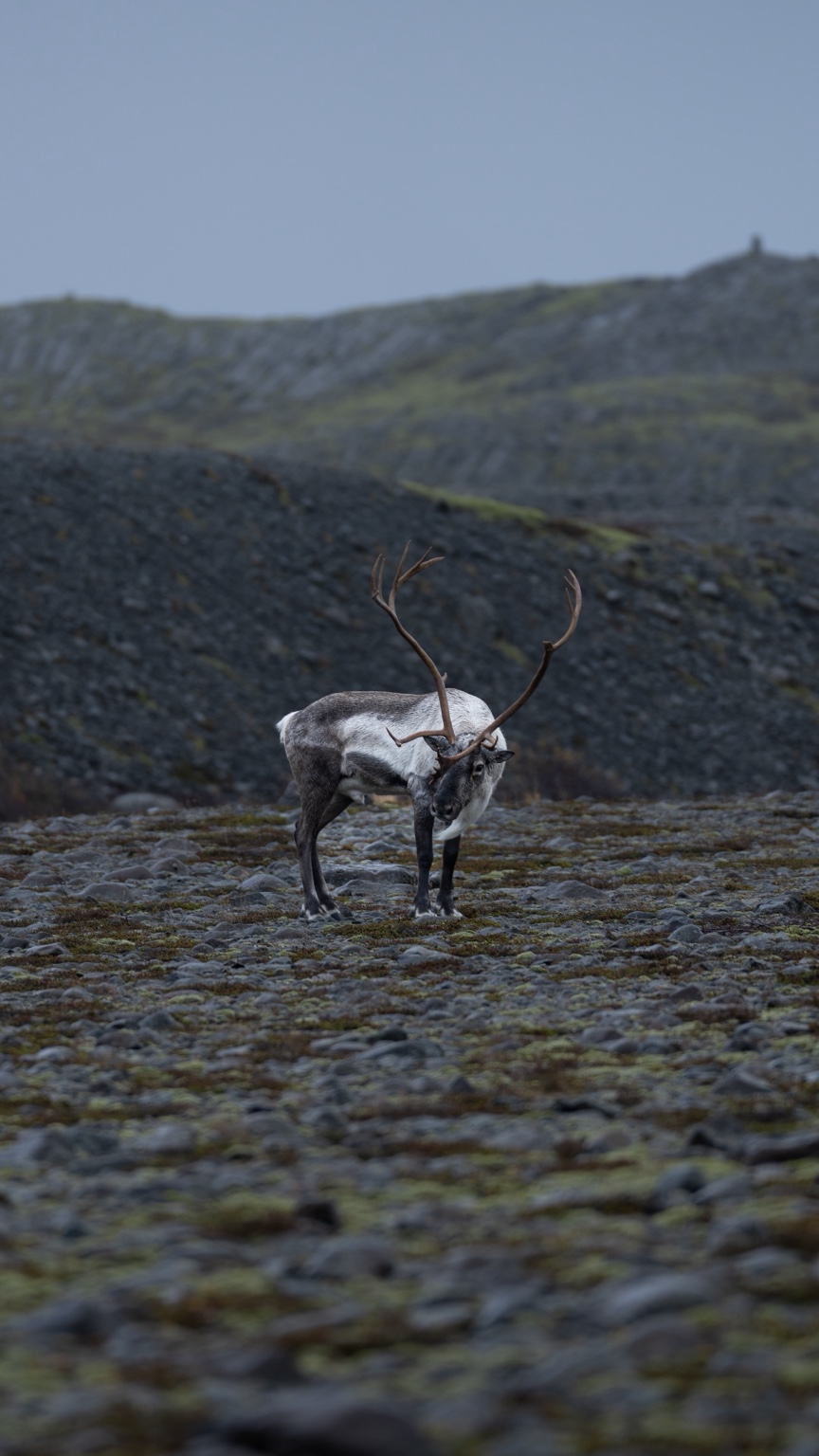 An unexpected reindeer encounter on a detour.